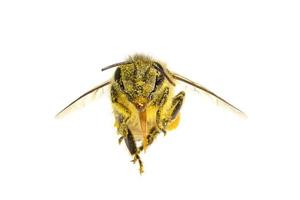 a Bee isolated on the white background photo