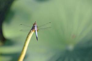 close up a Dragonfly on lotus branch photo