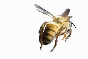 a bee Flying Isolated on white background photo