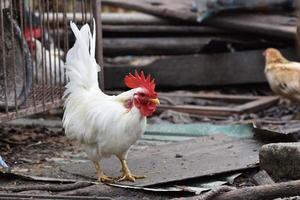 puesto de pollo tailandés en la vieja madera de bloque foto