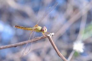 close up a Dragonfly on a branch photo