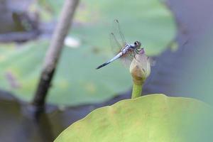 close up a Dragonfly on lotus flower photo