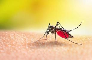 Aedes mosquitoe is sucking blood on human skin photo