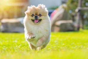 lindo cachorro pomeranian perro pequinés de raza mixta corre sobre la hierba con felicidad foto