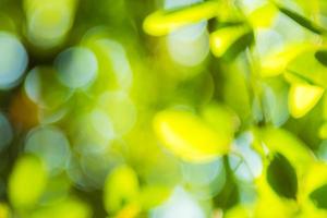 beautiful Natural green leaf and abstract blur bokeh light background photo