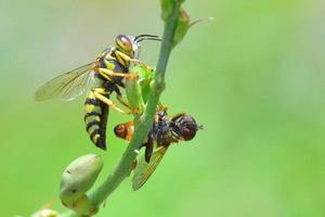 yellow jacket wasp perched on the beautiful flower photo