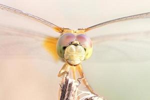 close up a Dragonfly on a branch photo