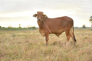 The cows Standing in the fields at sunrise and the beautiful sky photo