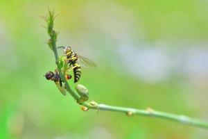 avispa chaqueta amarilla encaramada en la hermosa flor foto