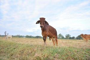 las vacas paradas en los campos al amanecer y el hermoso cielo foto