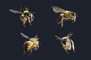 a bee Flying Isolated on black background photo