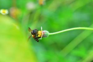 a Bee perched on the beautiful flower photo