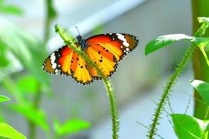 una mariposa posada en la hermosa flor foto