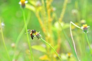 a Bee perched on the beautiful flower photo