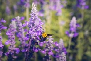 abeja carpintera encaramada en las hermosas flores de la naturaleza foto