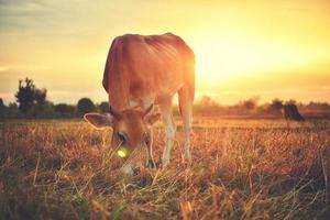 las vacas paradas en los campos al amanecer y el hermoso cielo foto