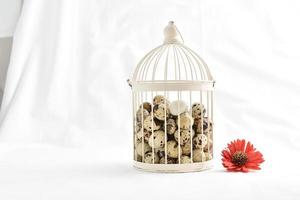 quail eggs in vintage cage isolated on white background photo