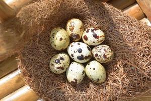 huevos de codorniz en un nido de heno foto
