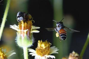 a Bee flying to the beautiful flower photo