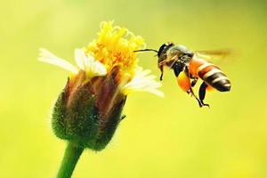 a Bee flying to the beautiful flower photo