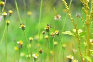 una abeja volando hacia la hermosa flor foto