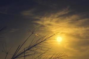 luz del atardecer a través del campo de hierba una araña y una telaraña foto