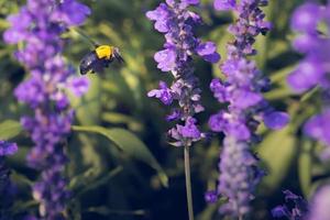 la abeja carpintera vuela a hermosas flores en la naturaleza foto