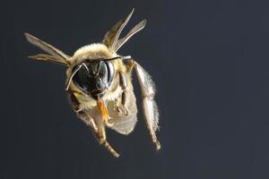 una abeja volando aislada sobre fondo negro foto