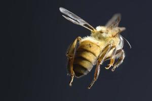 una abeja volando aislada sobre fondo negro foto