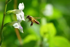 a Bee flying to the beautiful flower photo