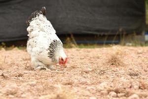 brahma de pollo gigante parado en el suelo en el área de la granja foto