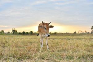 las vacas paradas en los campos al amanecer y el hermoso cielo foto