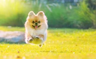 lindo cachorro pomeranian perro pequinés de raza mixta corre sobre la hierba con felicidad foto