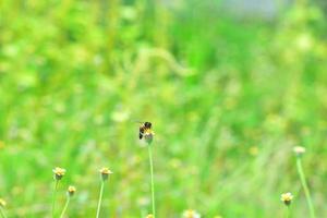 a Bee perched on the beautiful flower photo