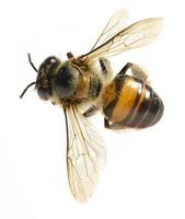 a Bee isolated on the white background photo