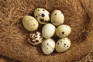 quail eggs in a nest of hay photo