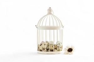 quail eggs in vintage cage isolated on white background photo