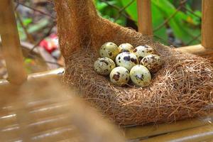 quail eggs in a nest of hay photo