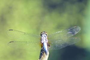 close up a Dragonfly on lotus branch photo