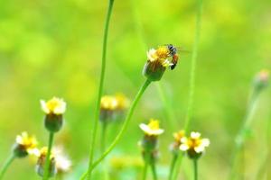 a Bee flying to the beautiful flower photo