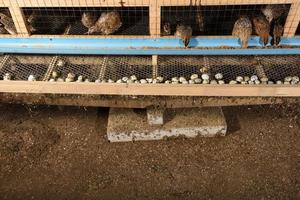 quails and eggs in a cage on a farm photo