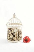 quail eggs in vintage cage isolated on white background photo
