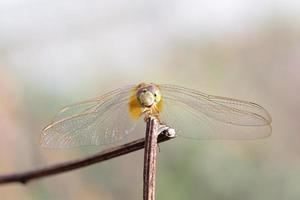 close up a Dragonfly on a branch photo