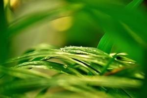 dew on the grass when the sunset photo