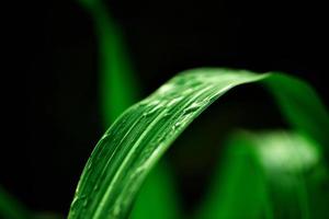 dew on the grass when the sunset photo