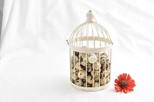 quail eggs in vintage cage isolated on white background photo