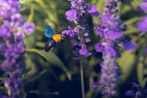 Carpenter Bee are flying to beautiful flowers in nature photo