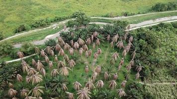 palmeras de aceite secas en malasia, sudeste de asia. video