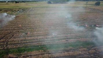 quema al aire libre en arrozales cosechados en malasia, sudeste de asia. video