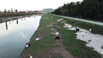 geiten rusten aan de rivieroever in Maleisië. video